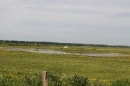entre Noyelles et le canal
